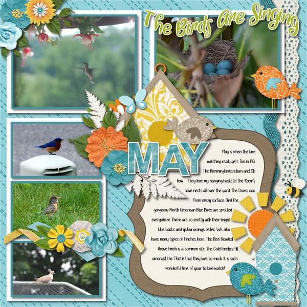 May Bird Watching