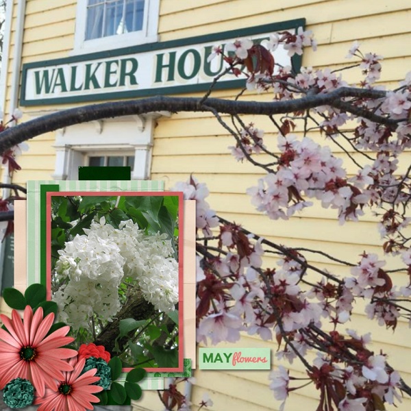 May Blossoms