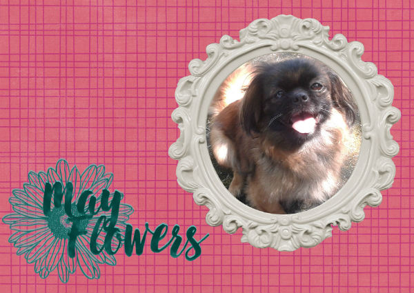 May flowers card
