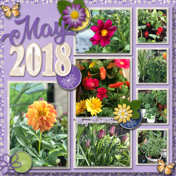 May Flowers