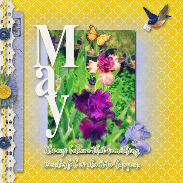 May Iris