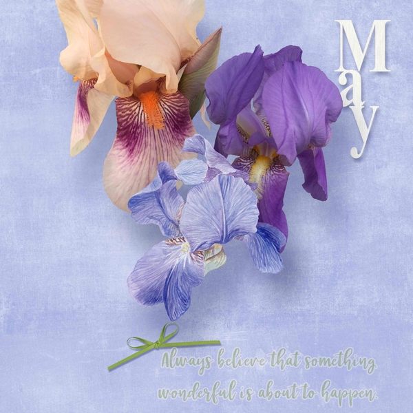 May Irises