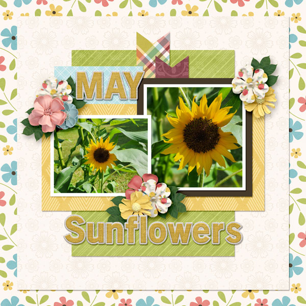 May Sunflowers