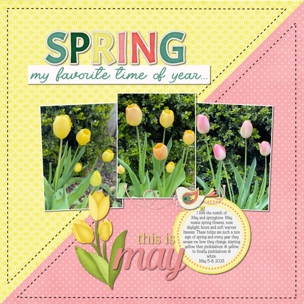 May Tulips
