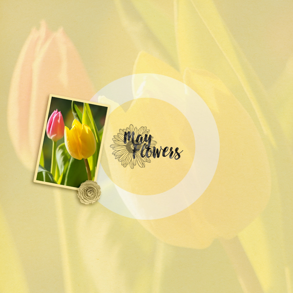 mayflowers