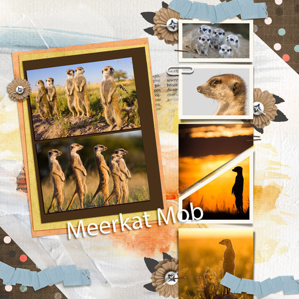 Meerkat Mob