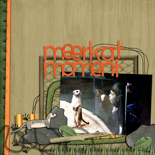 meerkat moment