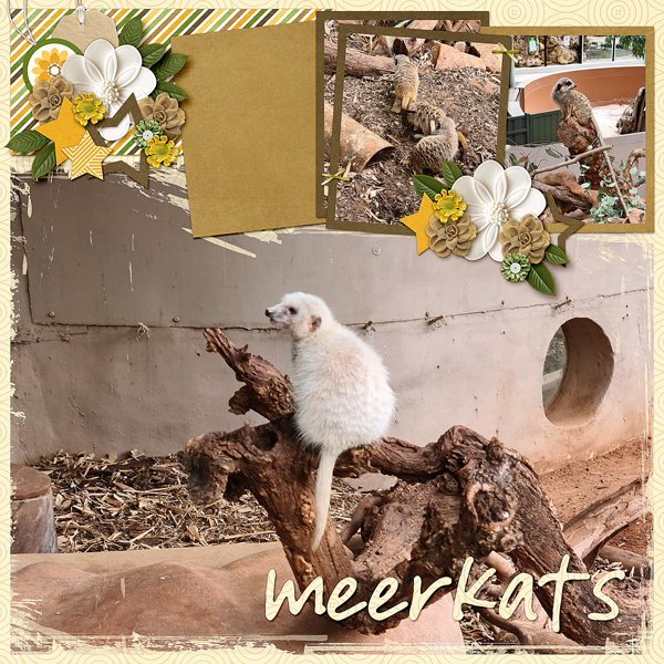 Meerkats 2