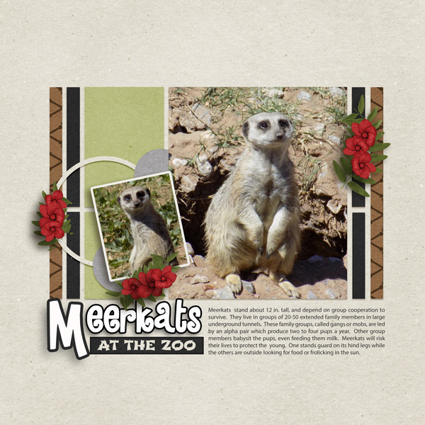 Meerkats at the Zoo