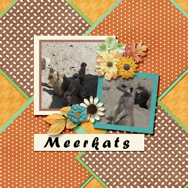 Meerkats