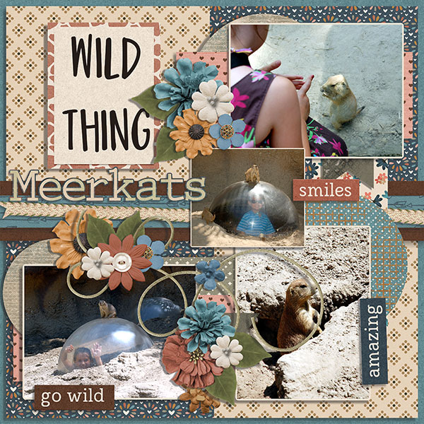 meerkats