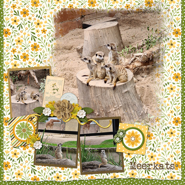 Meerkats