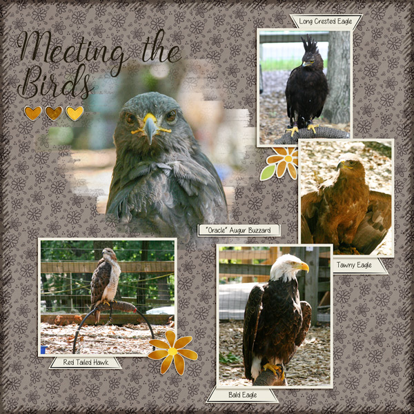 Meet the Birds
