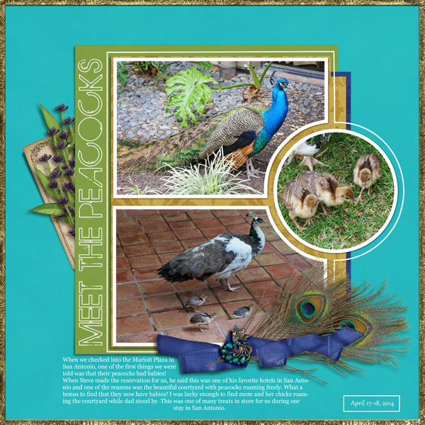 Meet the Peacocks