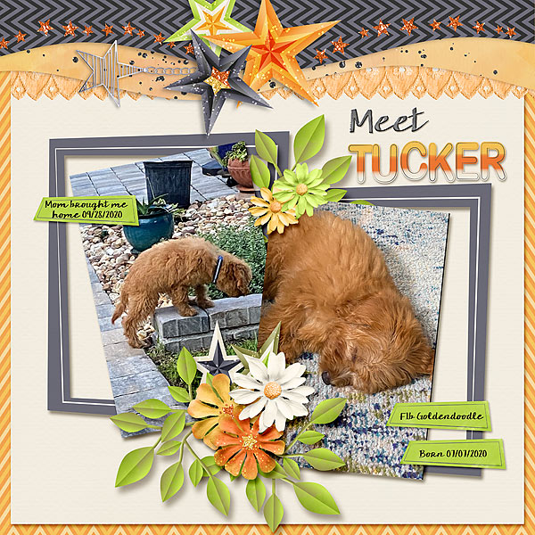 Meet Tucker