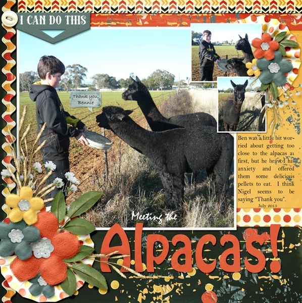 Meeting the Alpacas