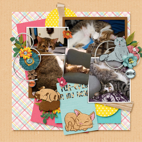 Meow-ments