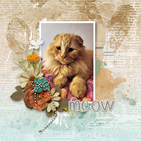 Meow