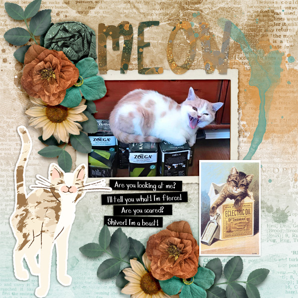 Meow11