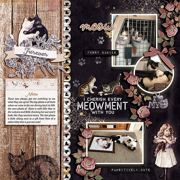 Meowments