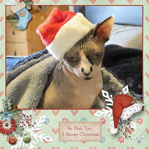 Meowy Christmas