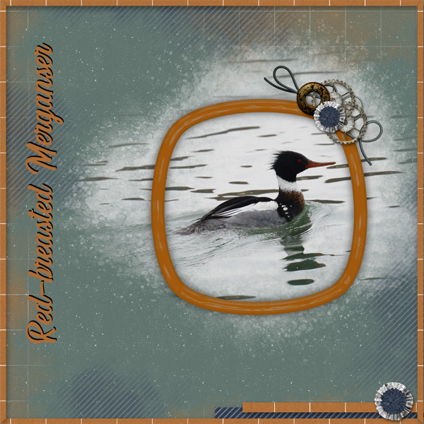 Merganser