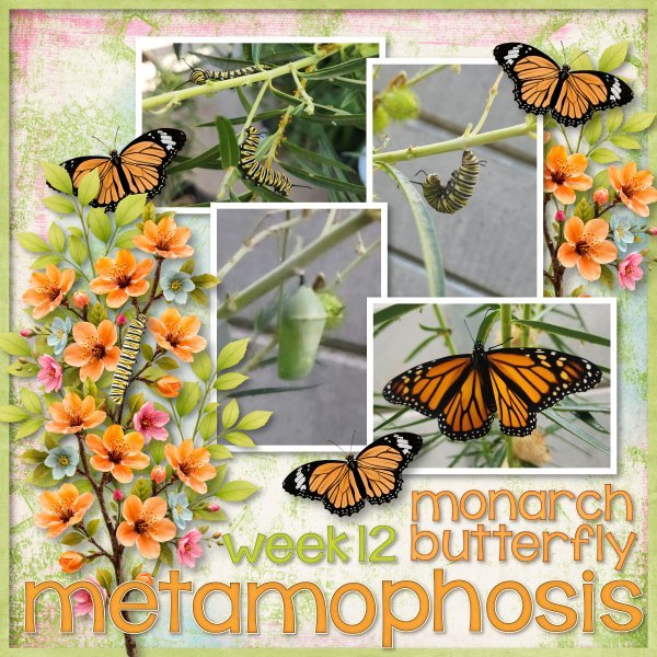 metamorphosis