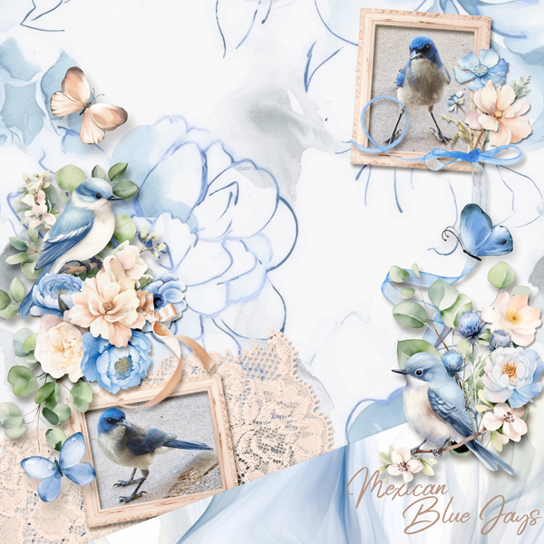 Mexican Blue Jays