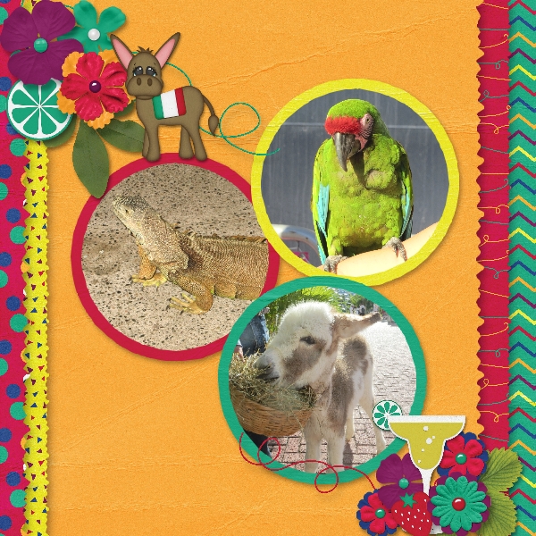 Mexican Fauna
