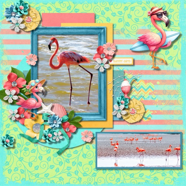 Mexican Flamingoes