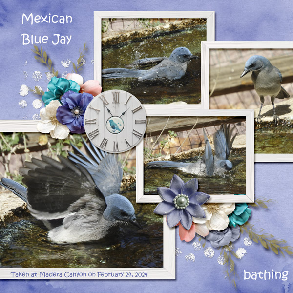 Mexican_Blue_Jay_small