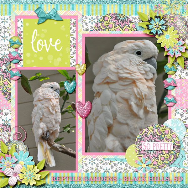 MFish_AllStar_02-and-Bird-Go-Tweet