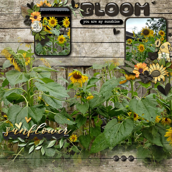 MFish_KISSDreamyBlend_JBSNeia-Sunflowers