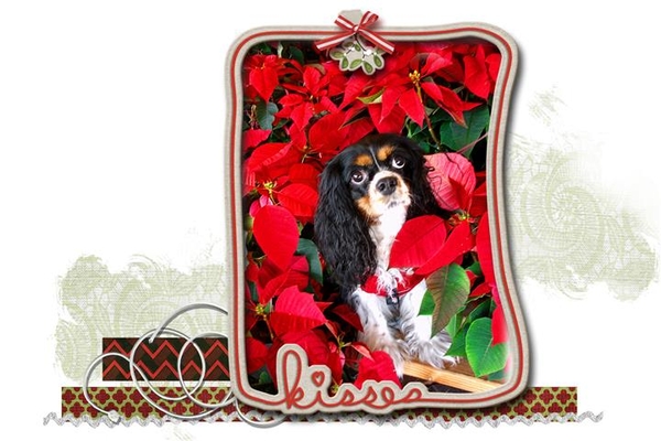 Mia + The Poinsettias