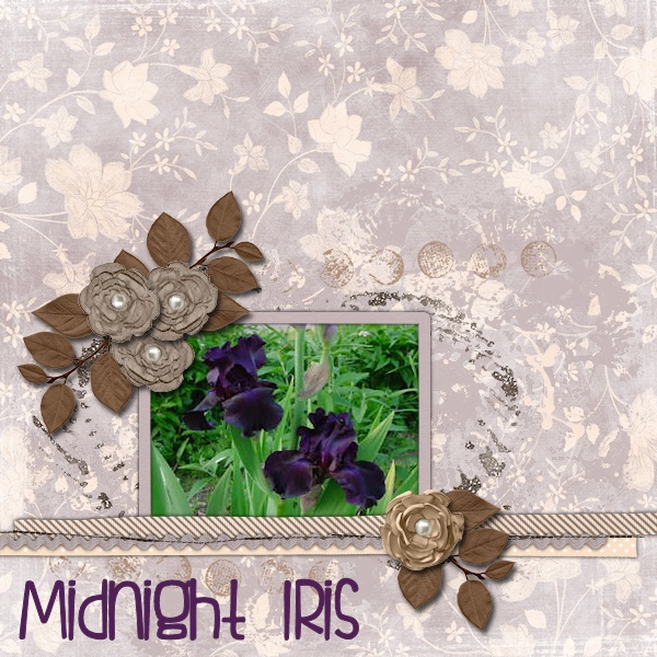 Midnight Iris