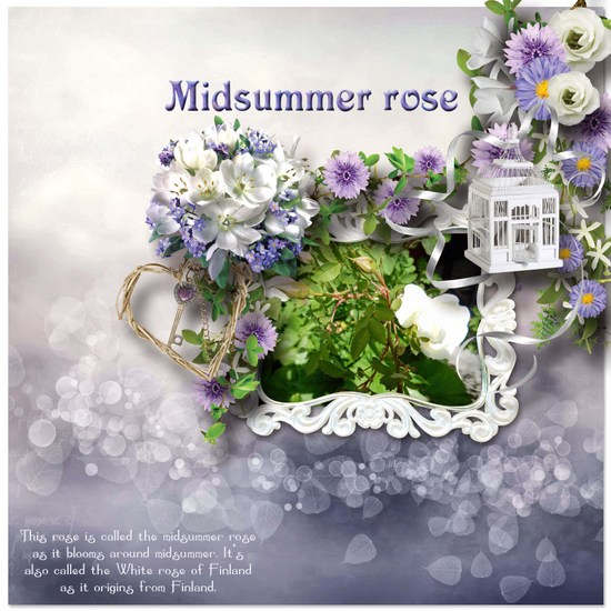 Midsummer_rose