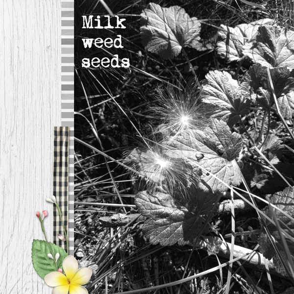 Milk Weed Seeds