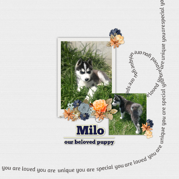 Milo our puppy