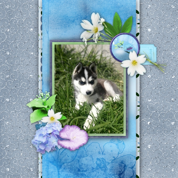 Milo puppy