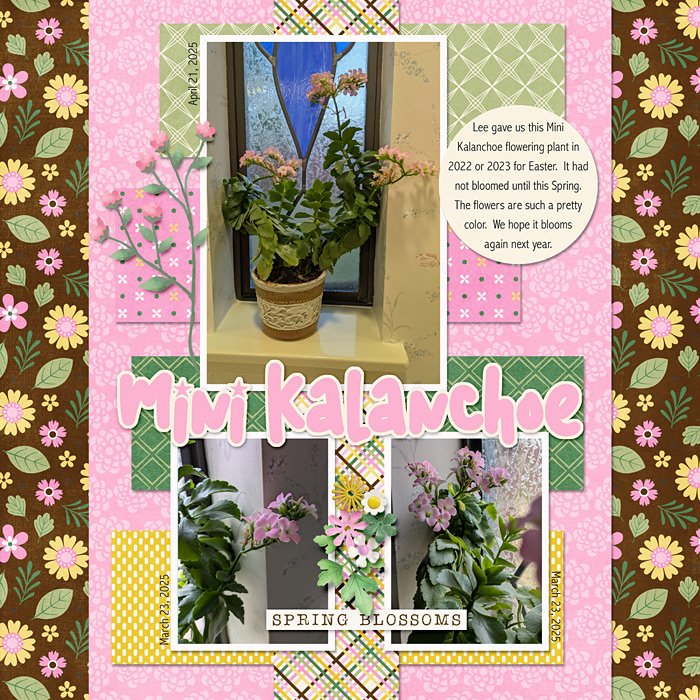 Mini Kalanchoe