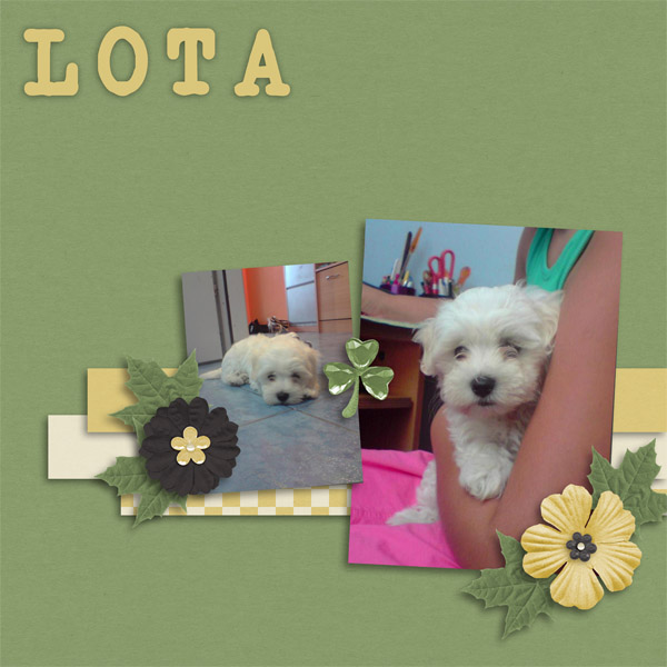 Mini Lota