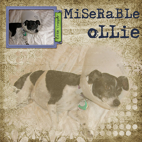 Miserable Ollie
