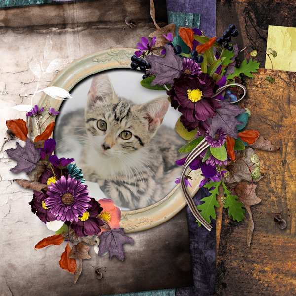 miss kitty