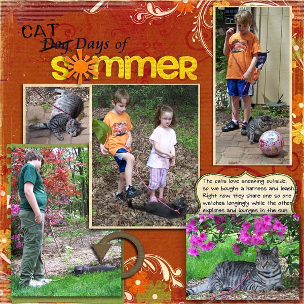 mission 6 cats outside
