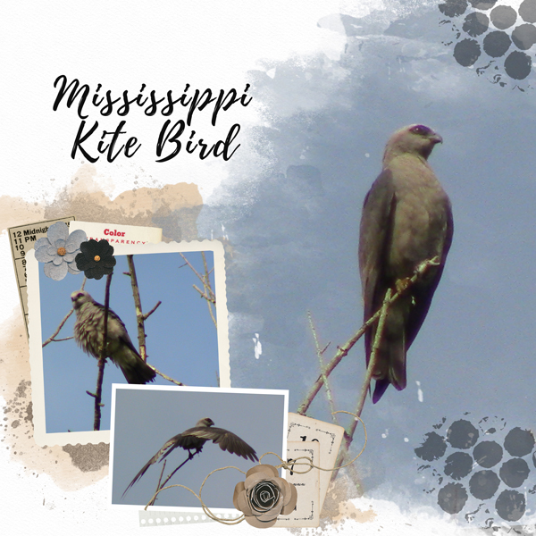 Mississippi Kite Bird