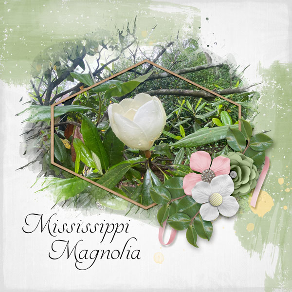 Mississippi Magnolia