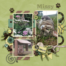 Missy the Cat