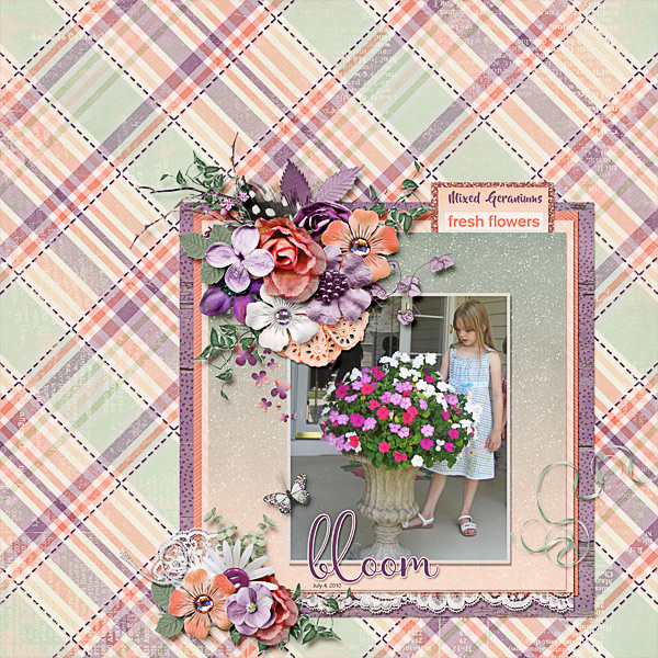 Mixed Geraniums