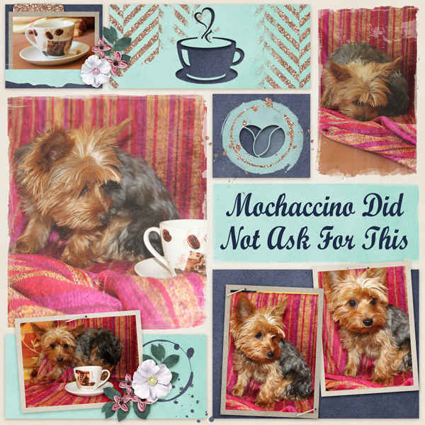 Mochaccino did not ask for this
