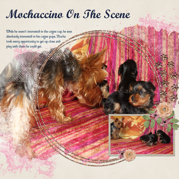 Mochaccino On The Scene